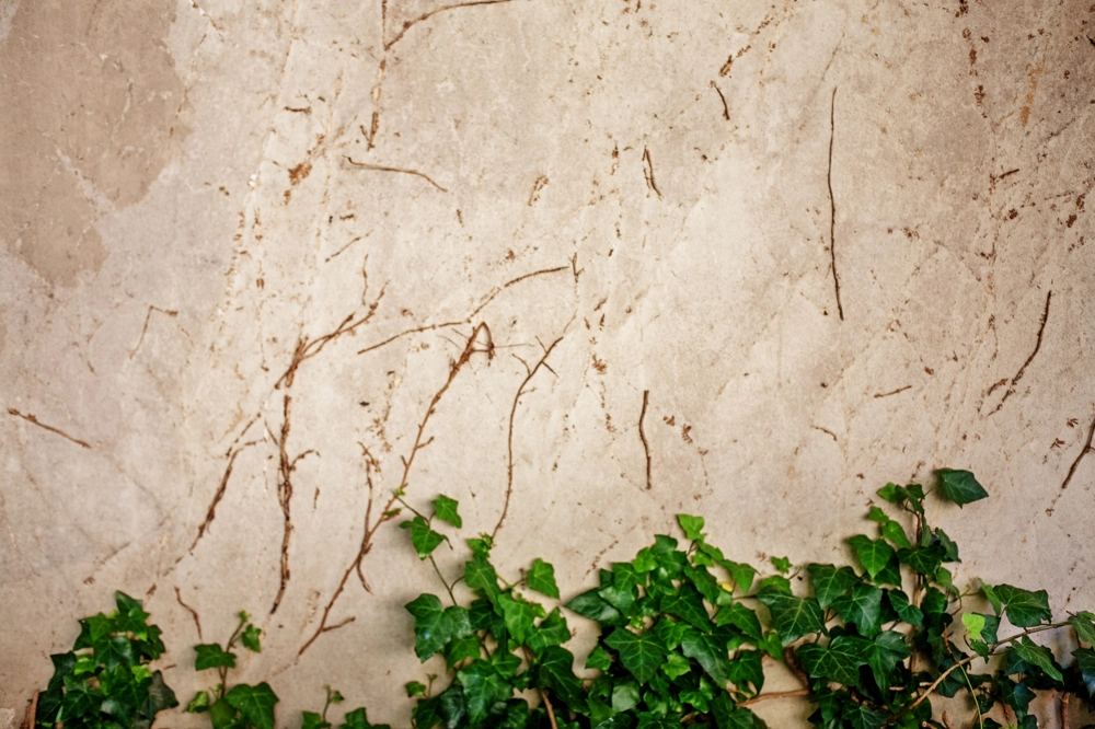 Dekoracyjny tynk z odciśniętymi śladami pnączy i zielonym bluszczem u podstawy