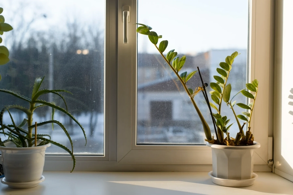 Montaż okien: zamontowane białe okno z parapetem wewnętrznym i dwoma doniczkami z sukulentami